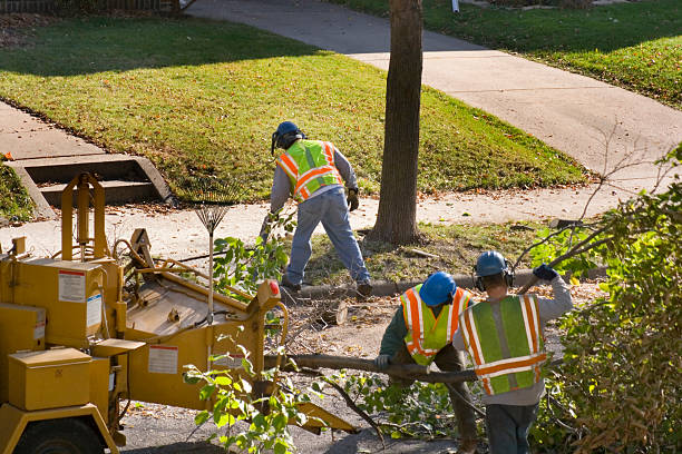 How Our Tree Care Process Works  in Desloge, MO